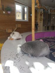 -萌宠亲子动物乐园(槐房万达店)