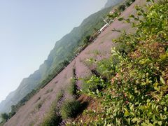 -曲江薰衣草庄园