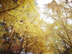 -三里屯东五街银杏大道