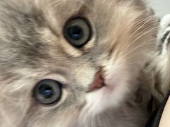 -欣宠猫屋·矮脚拿破仑·蓝金金渐层