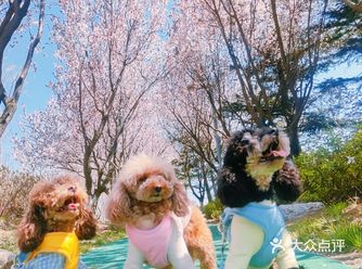 春暖花开，就是带狗子出门拍照的最好时候，唐岛湾公园