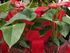 -秦美花卉(天朗·莱茵小城2期店)