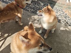-柴犬高等学院·狗咖·柴犬售卖·宠物训练