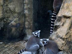 -泉州海丝野生动物世界