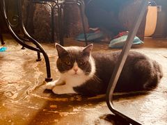 -猫猫幼稚园·撸猫·桌游·电玩