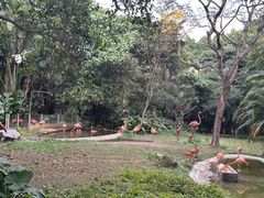 -深圳野生动物园