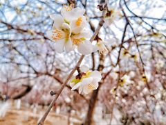 -桃花堤公园