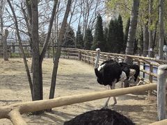 -大连森林动物园