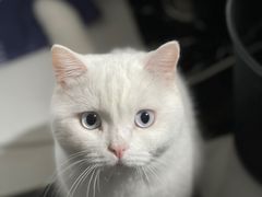 -贝康宠物医院·犬猫全科·小动物特色诊疗中心(东环路店)