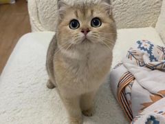 -凯瑞希宠物医院·狂犬免疫·微创·皮肤科