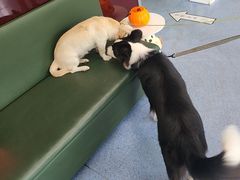 -顺强宠物诊所·狂犬免疫·夜诊·骨科(嘉定店)