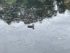 -墨尔本皇家植物园