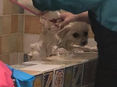 -米苏动物医院·犬猫专科·骨科外科内窥镜