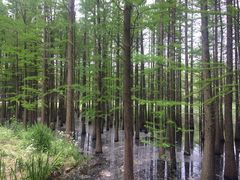 -昆山城市生态森林公园