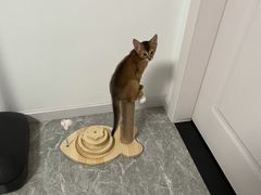 -伟伟宠物医院·CT影像中心·瑞派犬猫综合性门诊(汉口总院)