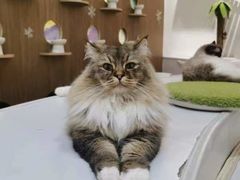 -COLOR PETS 撸猫馆·购猫·猫咖(长风大悦城店)