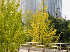 -重庆市江北嘴中央商务区中央公园