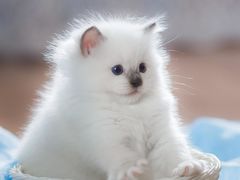 -皇家美孚·蛋糕外送(东部佳世客店)