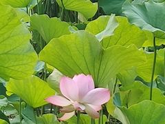 -莲湖公园