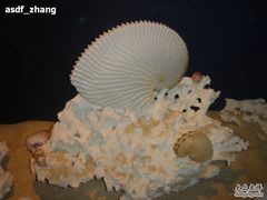 -亚龙湾中心广场·贝壳馆