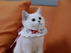 -lincat·猫舍(广州店)