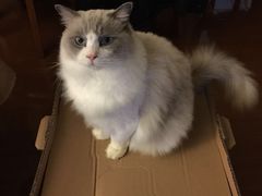 -Bastet sally猫舍购宠(静安店)