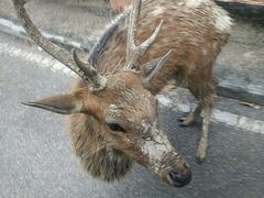 -清迈夜间动物园