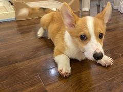 -柯斗斗主题餐厅·狗咖·围炉煮茶·茶饮(国瑞升平里店)