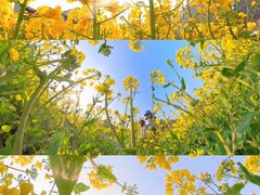 -西京湾花海