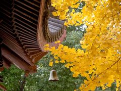 -上海青龙寺