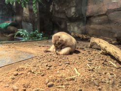 -Zoolung Zoolung动物主题公园(海信广场店)