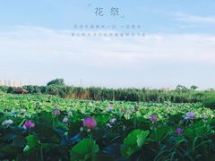 -荷塘月色湿地公园·向阳花洲
