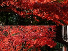 -杭州半山国家森林公园