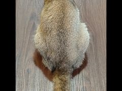 -楼上猫咖(罗湖店)