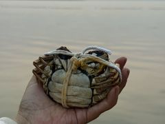 -品鲜村农家菜·阳澄湖大闸蟹(总店)
