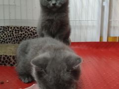 -我爱猫咪·猫咖·狗咖·安哥拉兔·羊驼咖(小寨华旗店)