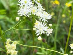 -塞罕坝国家级自然保护区