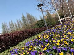 -青枫公园