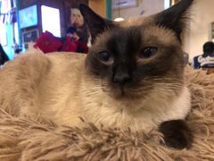 -猫小院猫主题咖啡厅(北锣店)