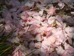 -高东镇樱花园