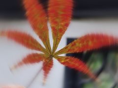 -郑和公园