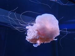 -欢乐海岸海洋奇梦馆