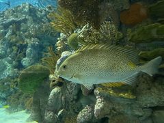 -上海海洋水族馆