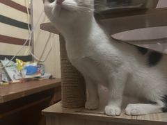 -北京观赏动物医院·24小时大型综合·猫专科·异宠专科