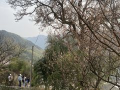 -四明山国家森林公园