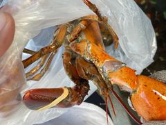 -鸿港海鲜批发市场