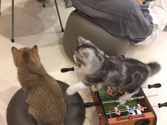 -飞行喵MR PILOT|猫舍·猫咖(静安大融城店)