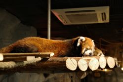 -Zoolung Zoolung动物主题公园(海信广场店)