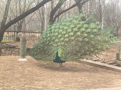 -银树楼(紫玉山庄东区店)