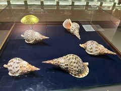 -青岛贝壳博物馆